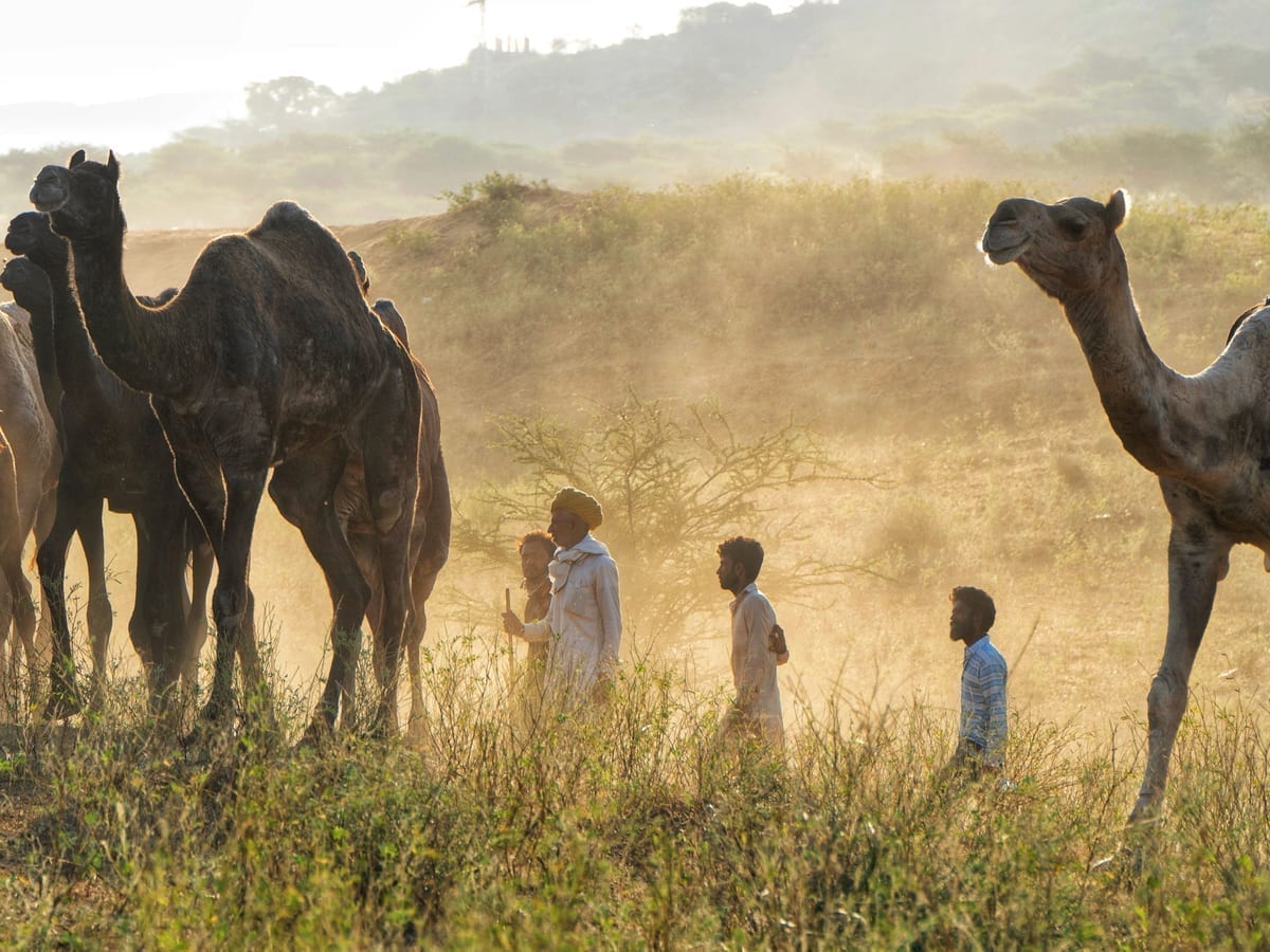 Camel Fair