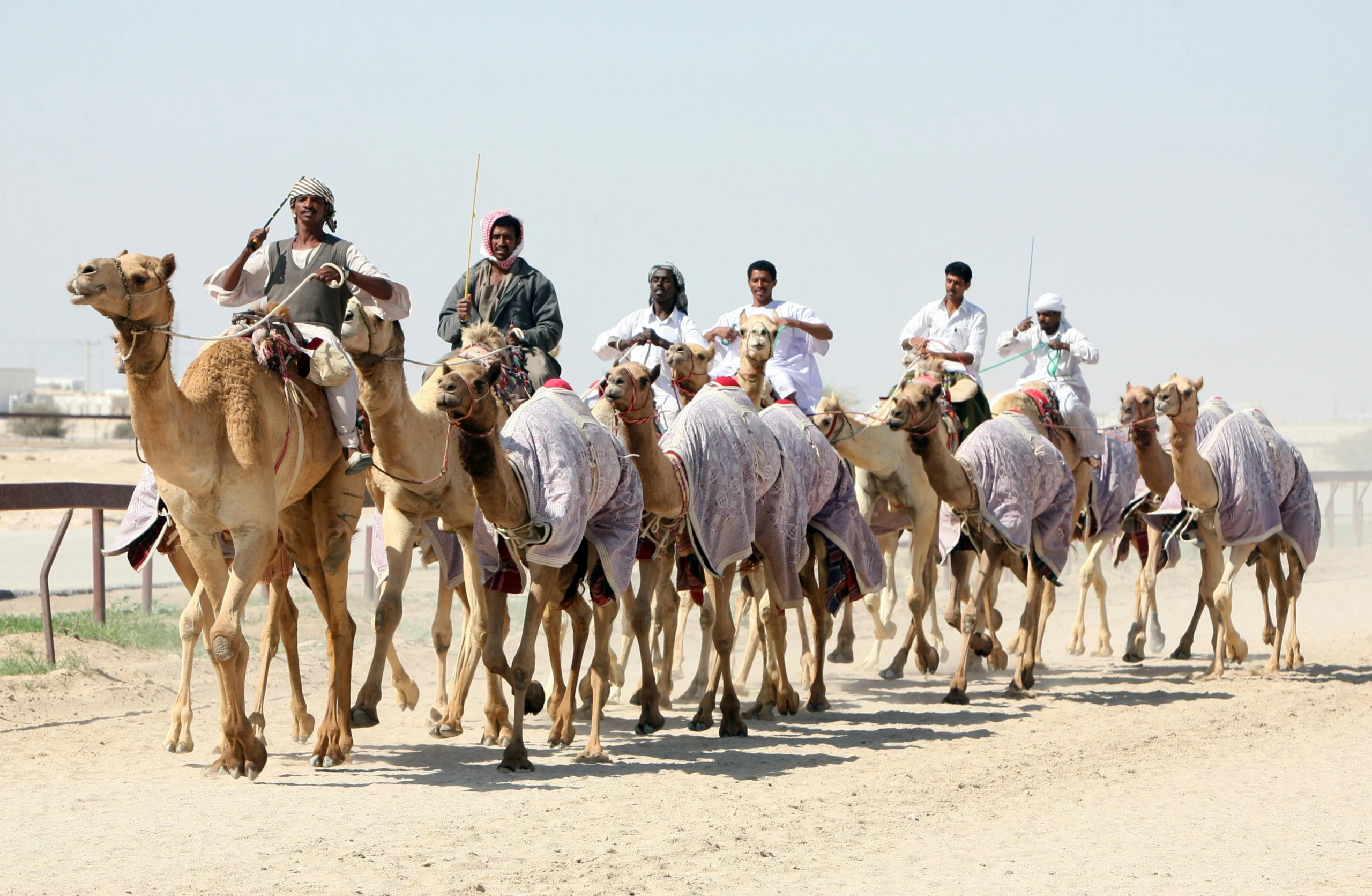 Camel racing